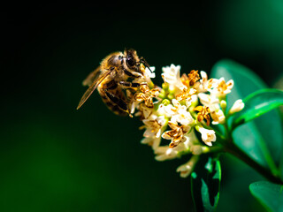 Spring bee on a flower