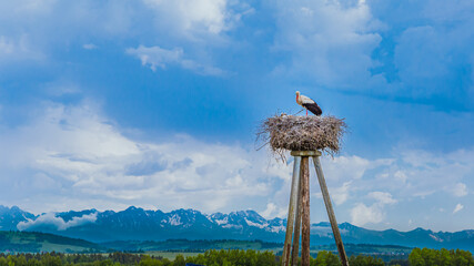 Bocian i Tatry © Sawomir
