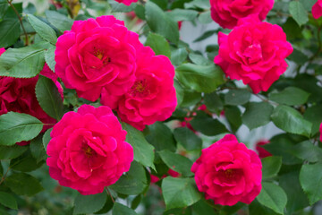 Bush of pink climbing roses in the garden.