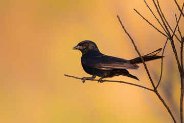 Fork-tailed Drongo in the last warm light sitting on a branch in Kruger National Park