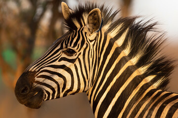 Fototapeta na wymiar Portrait of a Zebra standing in the last light in the Kruger National Park
