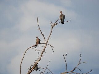 Dois pássaros trucal apreciando a paisagem da Serra do Cipó