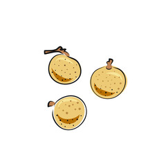Vector ongan fruit isolated on white background. Botanical illustration in hand drawn style for menu, market, label, juice packaging design.