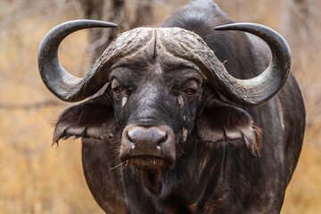 Portrait of a Buffalo bull standing in Kruger National Park in South Africa