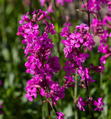 Sweet William catchfly (silene armeria)