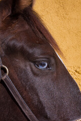 Close up of the eye of a  KWPN/ Andalusian horse.