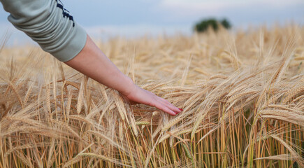 woman in wheat field