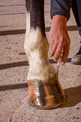 Vertical view of female hand conditioning horse's hoof.