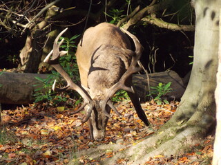 deer in the woods