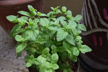 fresh home grown mint plant
