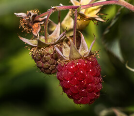 Raspberry