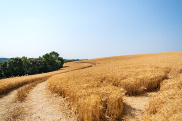 Obraz premium Road in a hilly wheat field in summer