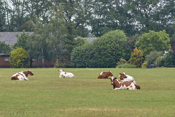 Dutch cross breed Holstein dairy cows grazing free in the fields of Holland.