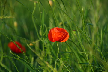 Red poppy in green field