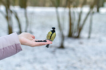 the titmouse sits on the hand, wintering birds in the park, trusting wild bird, assistance to wild birds, care for wintering birds/ bold wild bird on the man's hand