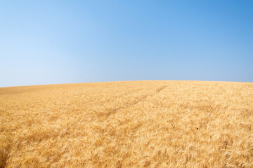 Hilly wheat field in summer
