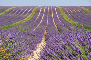 Naklejka na ściany i meble Lavender fields in Valensole, Provence, France