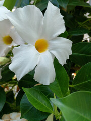 Obraz premium White dipladenia flower. Mandevilla Sanderi Brazil