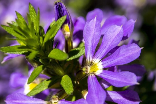 Closeup shot of a beautiful purple browallia speciosa flower