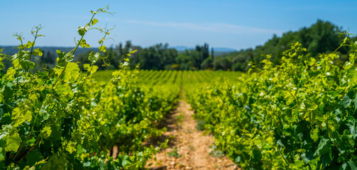 Fototapeta na wymiar Wide panoramic shot of a summer vineyards. Travel to France Europe. Deep blue sky over vineyard. Wine Route in sunny day. Gorgeous view over a South France landscape.