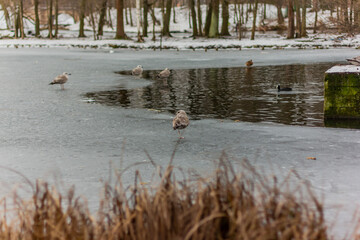 Snowy Winter in Gatchina Palace Park, Russia. Gulls on Ice