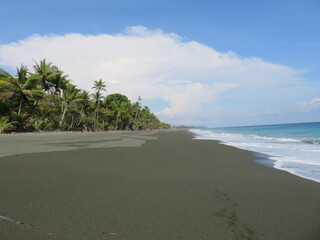 tropical beach with palm trees