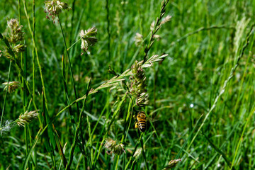 Sommer im Freien