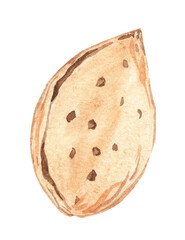 watercolor almond nut in shell isolated on white background