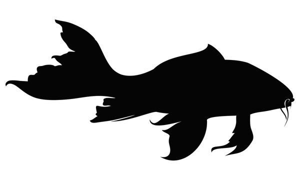 Koi Fish. Silhouette Of A Koi Fish. Butterfly Koi Vector