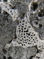 stone coral wall background