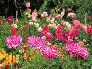 pink and white Dahlia flowers
