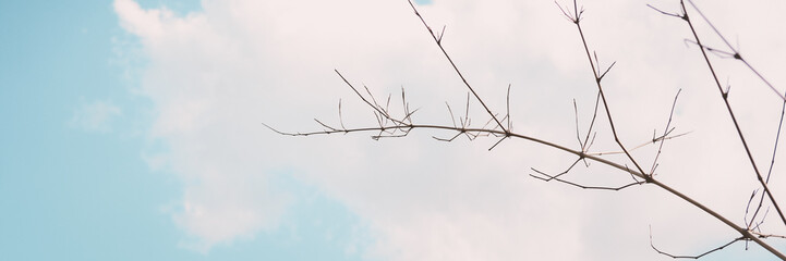 abstract bamboo Tree branch and sky nature blue sky with clouds banner background.
