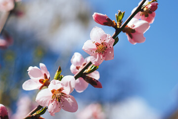 Obraz premium cherry blossom on blue sky