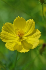 yellow flower on green garden 