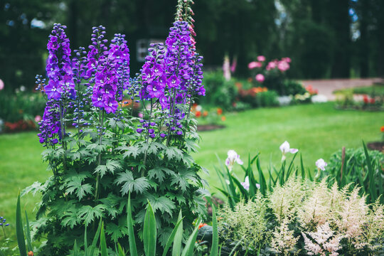 Blooming delphinium on a flowerbed in a park