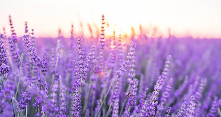 Sunset over a violet lavender field .Valensole lavender fields, Provence, France.