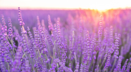 Selective focus on lavender flower in flower garden. Lavender flowers lit by sunlight. Valensole lavender fields, Provence, France.