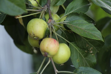 Green apples on the tree. Immature green apples on apple tree branches