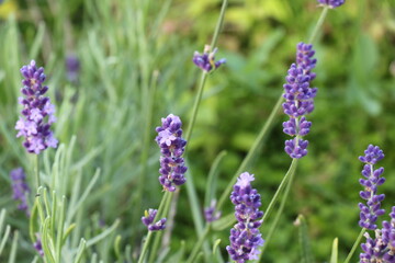 lavender flowers in the field