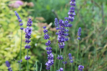 Purple lavender in the garden