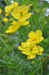 yellow flowers in green garden