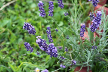 Lavender. Blooming purple lavender flowers and green grass. Violet flowers in summertime