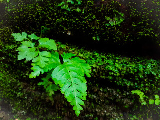 green moss on a stone wall