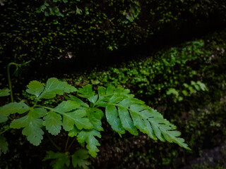 green leaves on a wall
