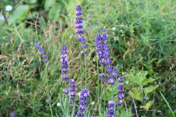 close up of lavender flowers