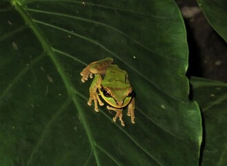 Tree frog on the leaf
