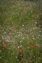 Gennevilliers, France - 06 01 2020: White flowers and green leaves in Chanteraines park