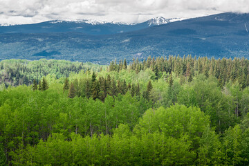 Fresh Green Foliage of Spring in Northern Canada