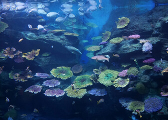 Murena and other fishes in aquarium.
