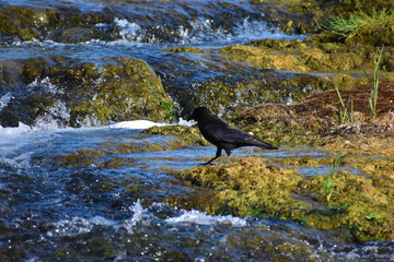 Rabe erholt sich etwas am Rheinfall in der Schweiz